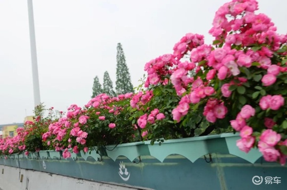 杭州高架上的安吉拉月季