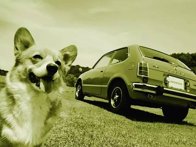 【警惕!开车撞狗=肇事逃逸?】-易起说动态