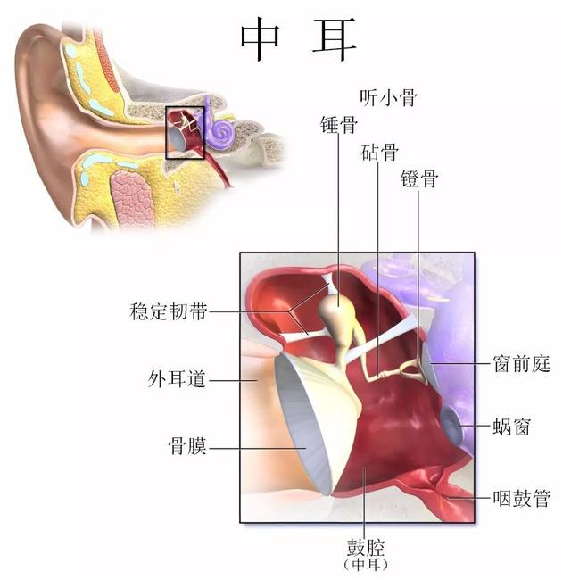 而人体的保护机制会在听到巨大声音时迅速收紧镫骨控制肌肉,防止振动