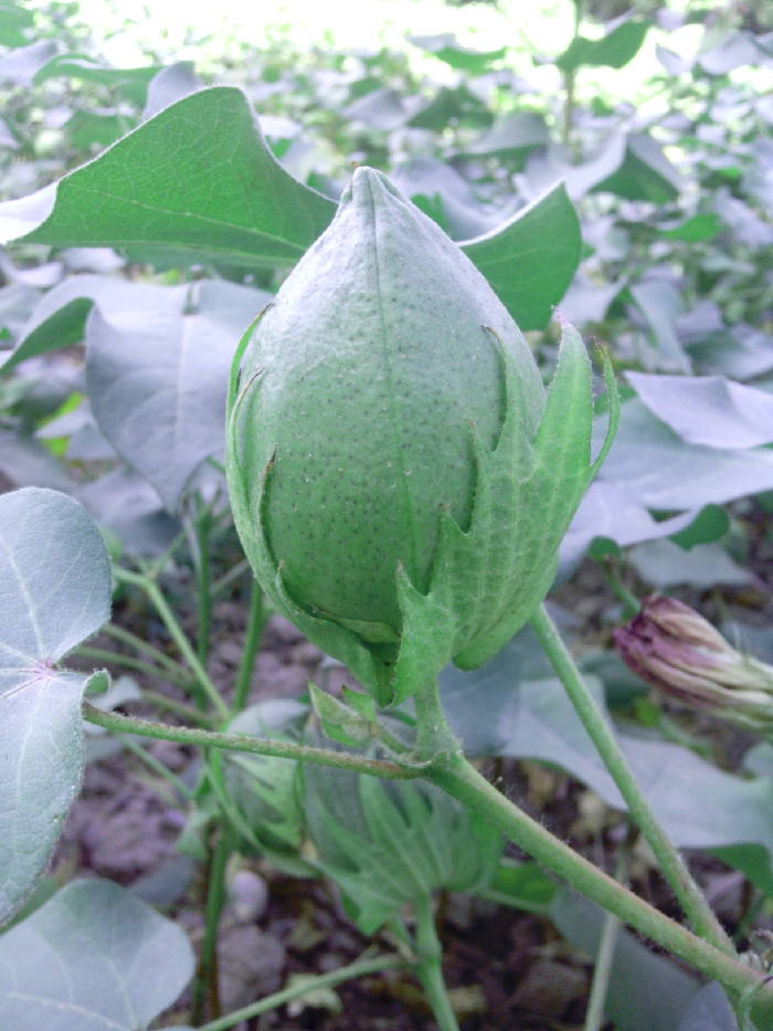 【【每日图鉴】棉花桃】_山东车友会