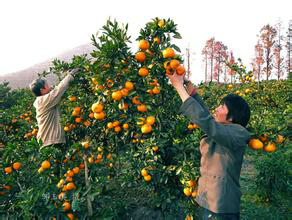 【橘子成熟的季节】陕西论坛论坛