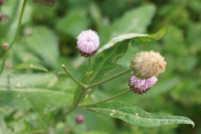 乐山好吃嘴第一次线下活动记