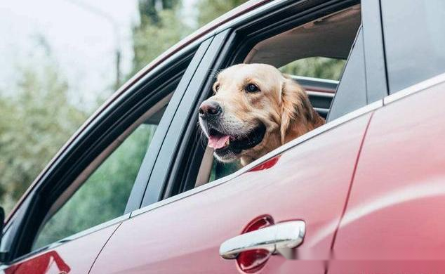 老司机开车稳如狗 15809435023400314.png