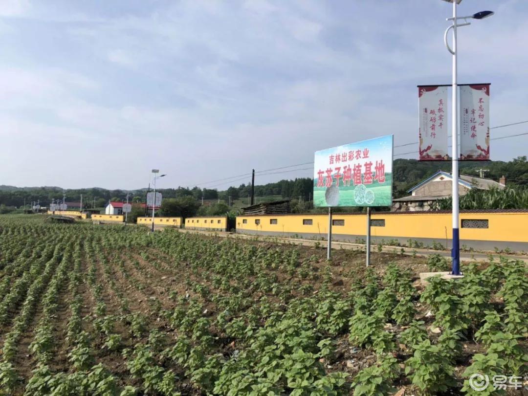 根力多走中国 外来 小虫危害大根力多调土爱土防 外敌 易车