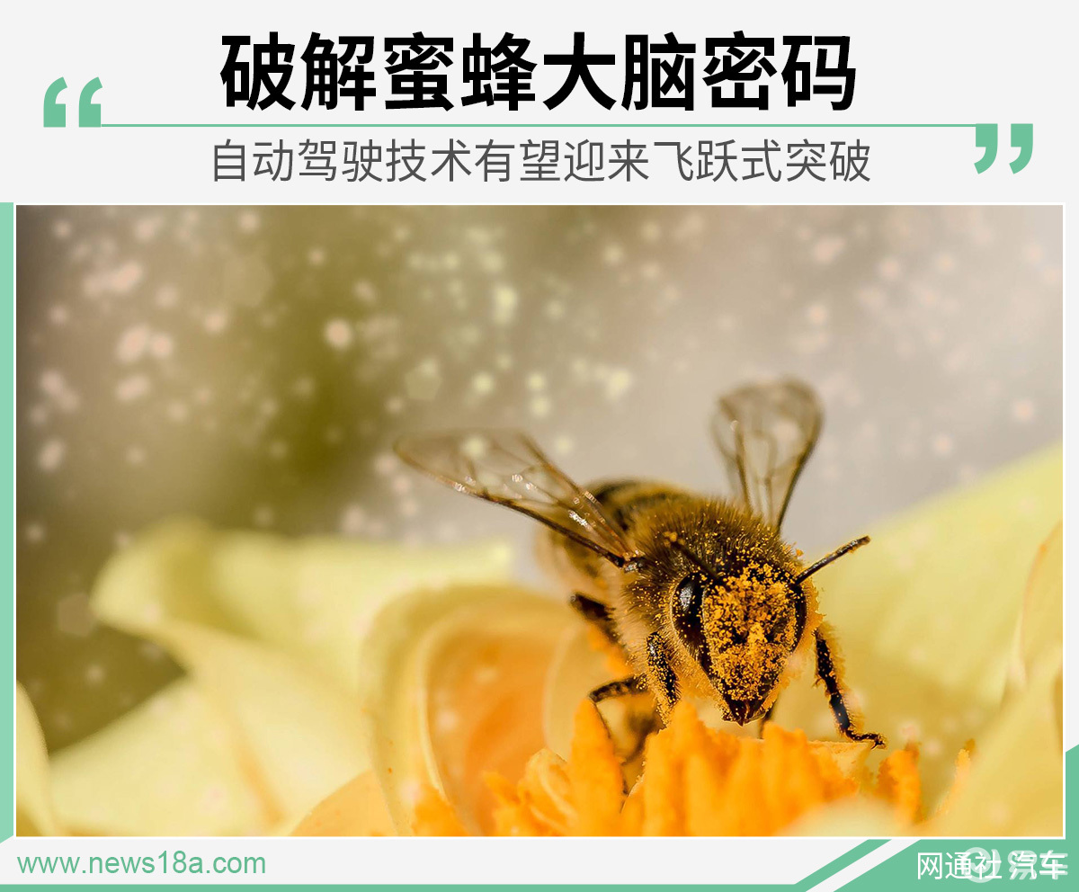 蜜蜂会主动叮人吗 72aa6a5bff294a7482193451da78e0fa.jpeg