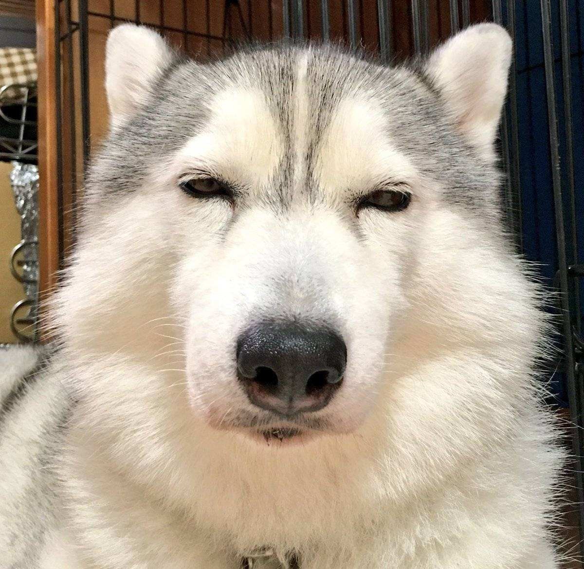 为何最后一台国产改装车没混出头来