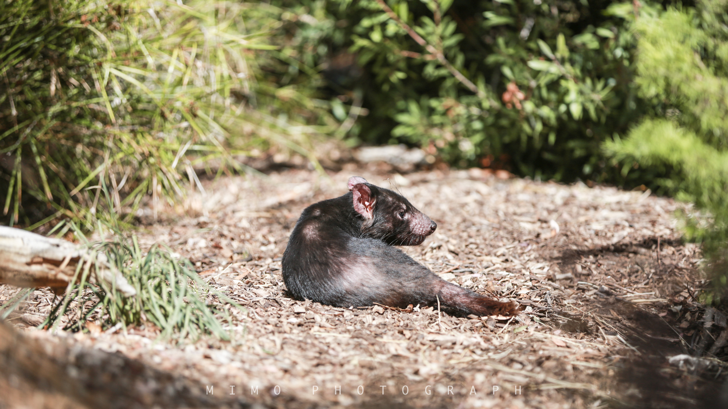 露天野生动物园是驯服的袋鼠,沙袋鼠,鸸鹋,考拉,鹈鹕,澳洲野狗,鹦鹉和