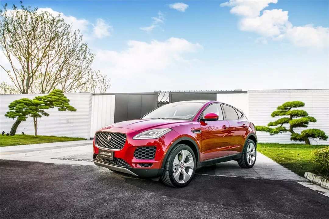 这只英伦风满满的小豹子让人忍不住想驯服它