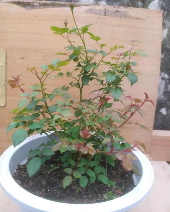 苄氨基嘌呤 直接用棉签涂要发芽的节点
