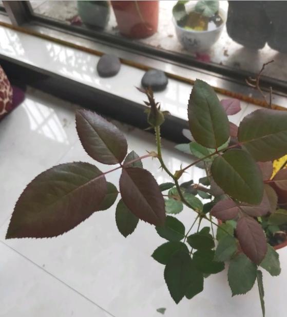 黑魔术月季花瓣有丝绒质感,高心剑瓣,花瓣数比较多