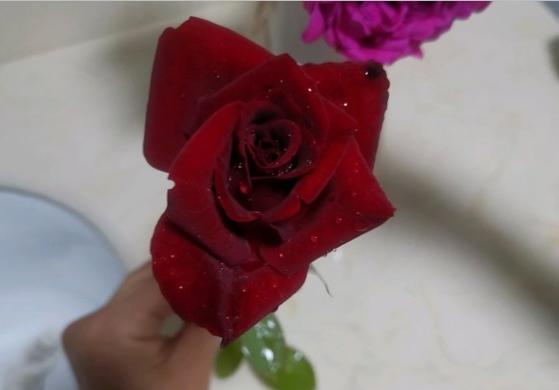 黑魔术月季花瓣有丝绒质感,高心剑瓣,花瓣数比较多