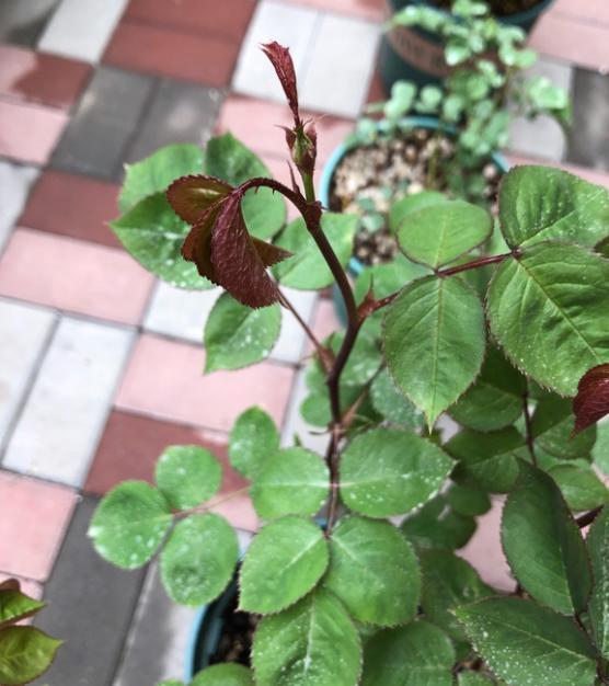 呲虫啉可以和露娜森一起用吗?需要注意什么