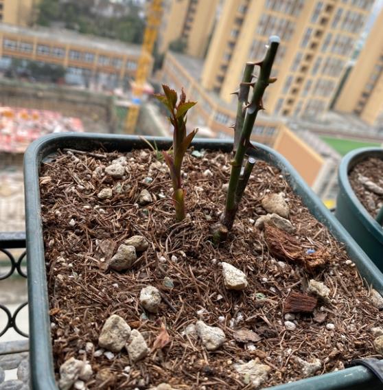 绿佛石铺面除了好看和好浇水还有什么作用？