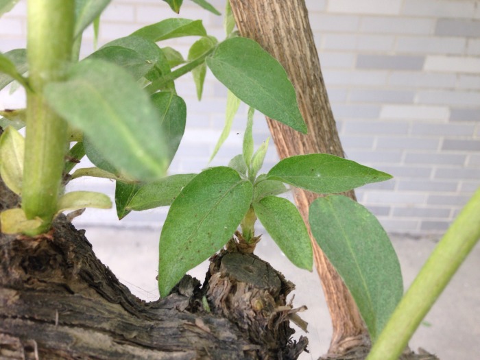 感受生命的气息～老树发新枝