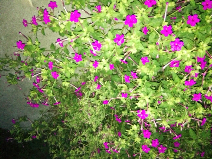 上海金山雪铁龙车友会〕夜开花,夜开花