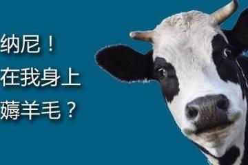 农民羊保险赔偿流程 农村养殖羊