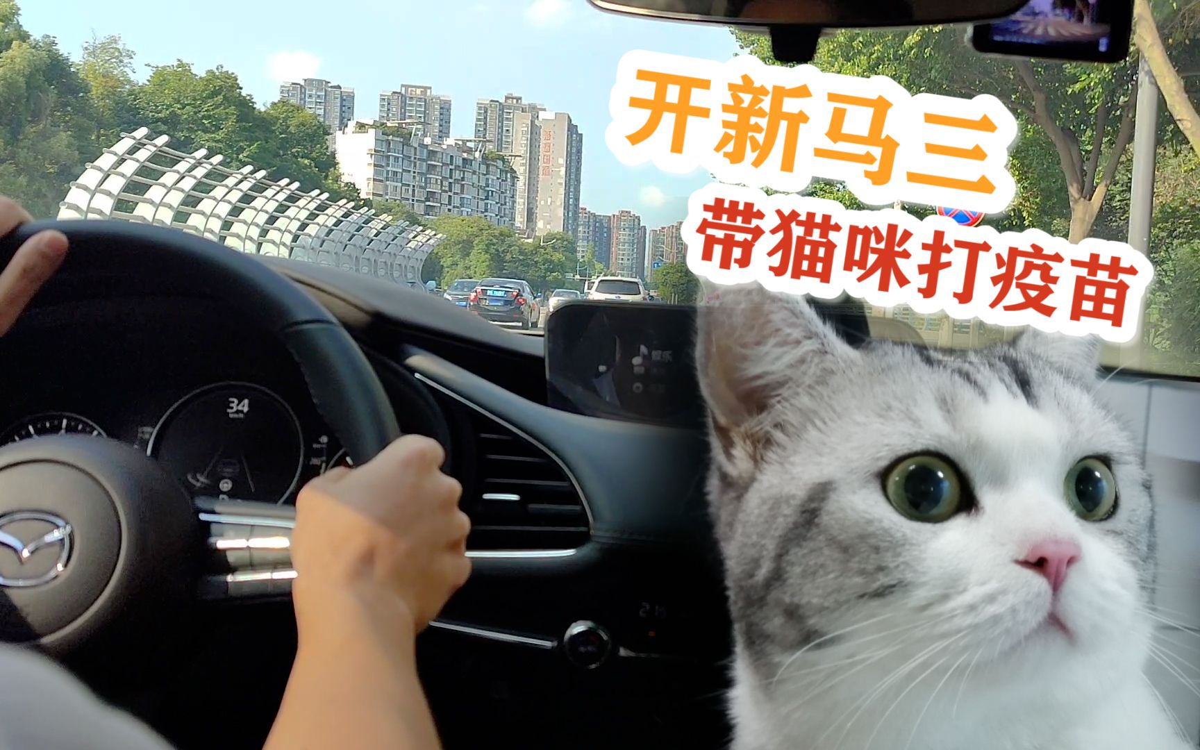 开着新买的马三 带猫咪打疫苗 结果弄了一车的毛